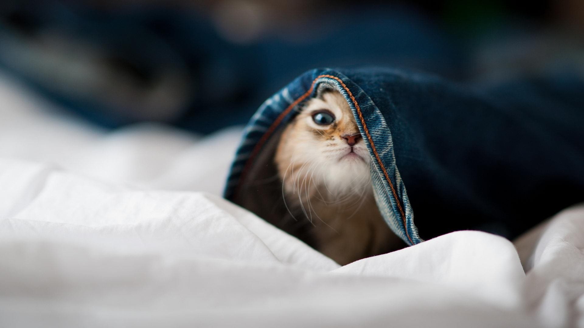 开云官网首页-中国青少年篮球比赛掀起全民热潮，中国青少年篮球协会