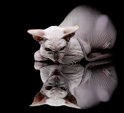 埃马纽埃尔·瓦尼奥尼成为最年轻的800米奥运冠军